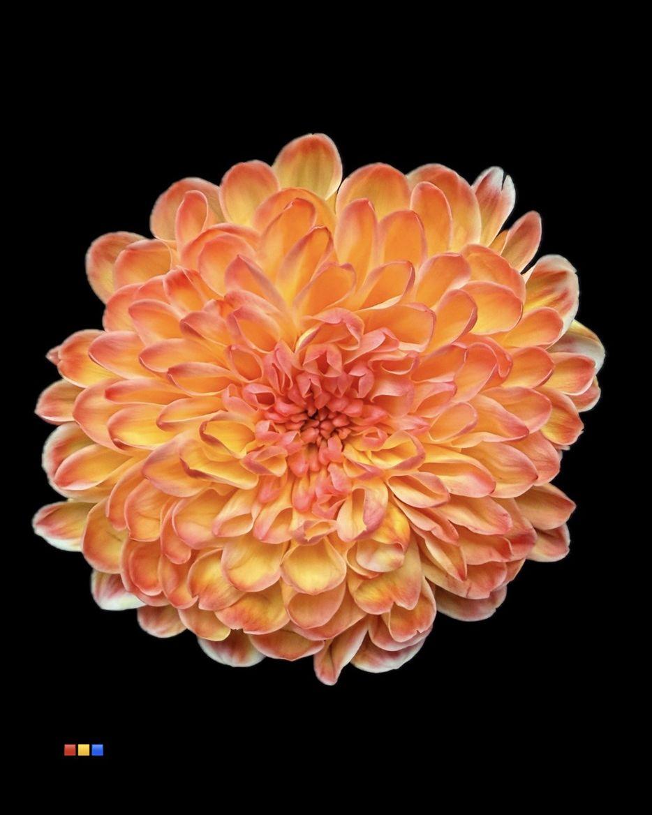 Срезанные цветы оптом Chrys sp paint altaj moonshine от 40шт из Голландии с доставкой по России