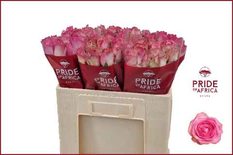 Срезанные цветы оптом Rosa la candy avalanche+ от 60шт из Голландии с доставкой по России