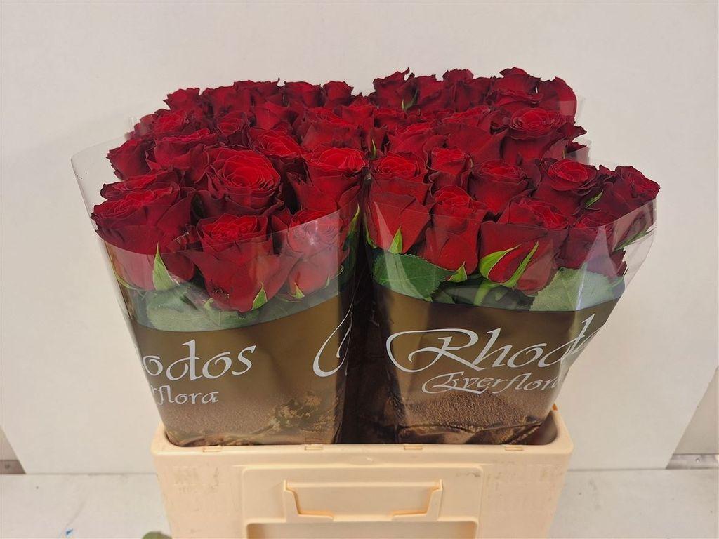 Срезанные цветы оптом Rosa large rhodos от 60шт из Голландии с доставкой по России