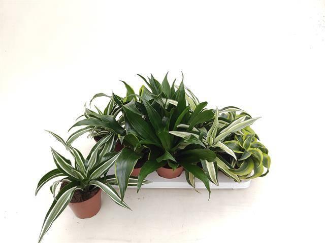 Горшечные цветы и растения оптом Drac Dragon Mix от 10шт из Голландии с доставкой по России