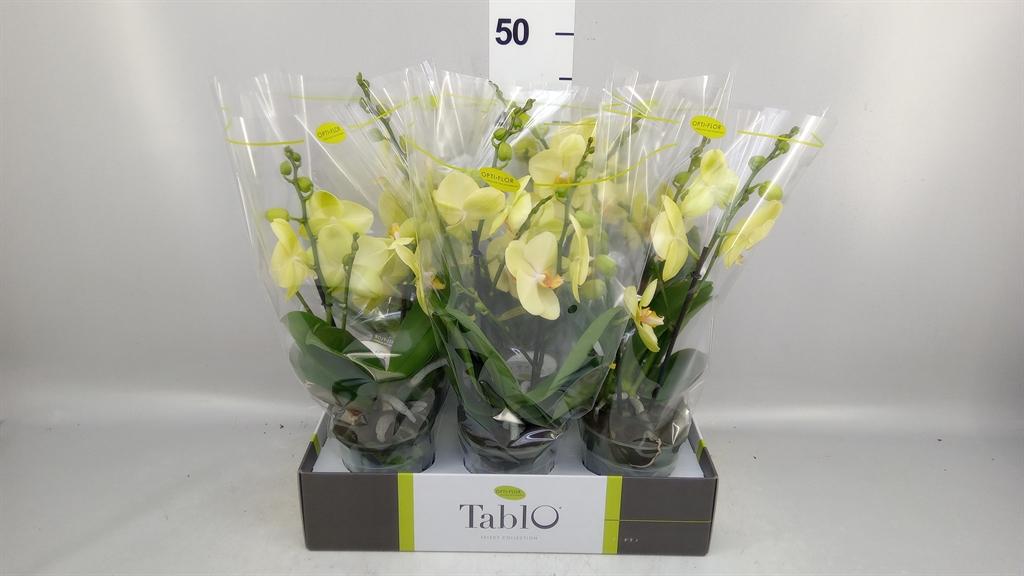 Горшечные цветы и растения оптом Phalaenopsis ...yellow от 6шт из Голландии с доставкой по России