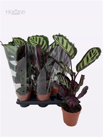 Горшечные цветы и растения оптом Calat Gem от 8шт из Голландии с доставкой по России