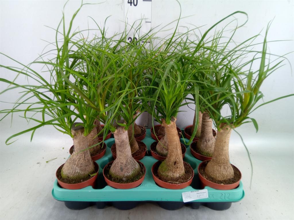 Горшечные цветы и растения оптом Beaucarnea Recurvata от 12шт (для телеги) из Голландии с доставкой по России