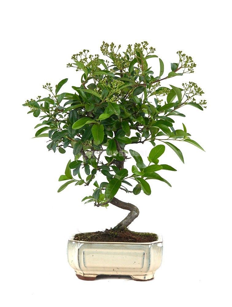 Горшечные цветы и растения оптом Pyrac Angustifolia от 7шт из Голландии с доставкой по России