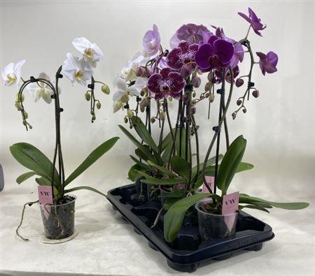 Горшечные цветы и растения оптом Phal Gem Umbrella 2 Branches 16+ от 5шт из Голландии с доставкой по России