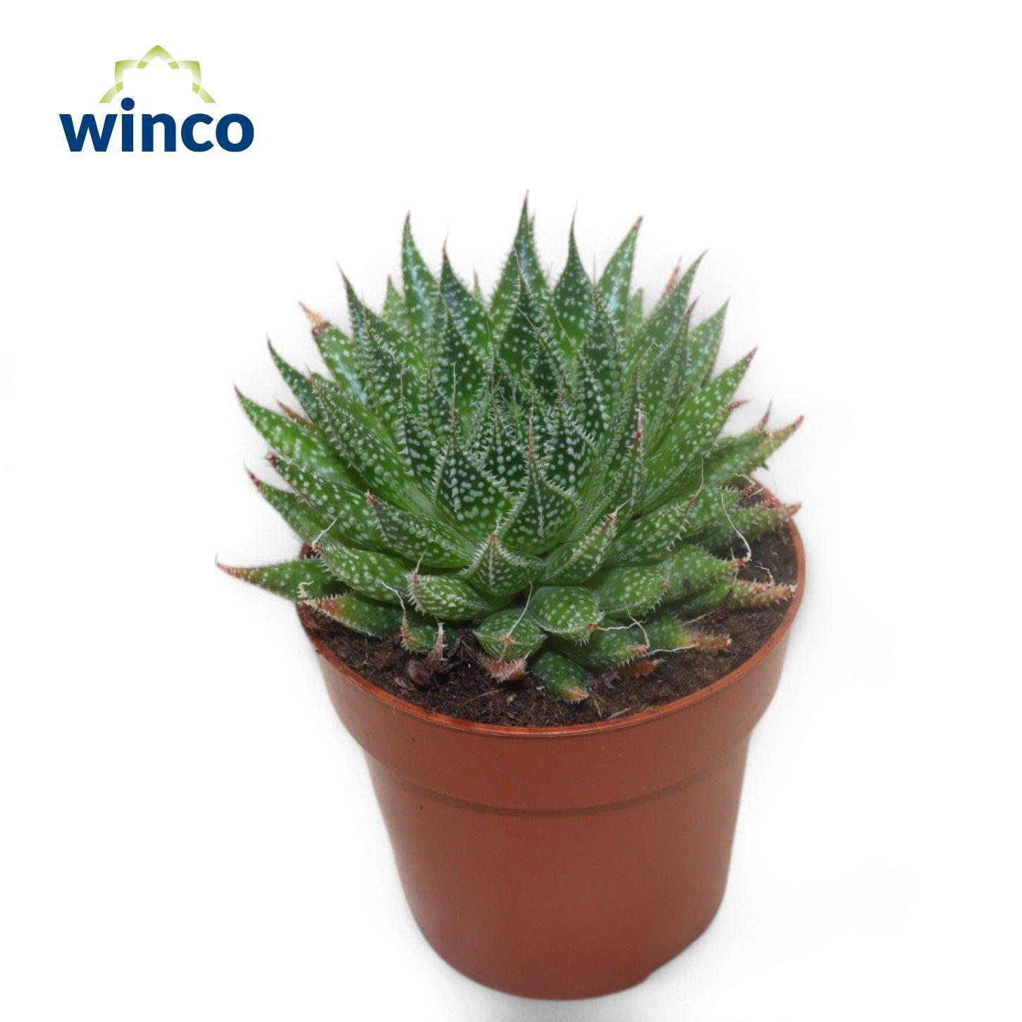 Горшечные цветы и растения оптом Aloe Aristata от 18шт (для телеги) из Голландии с доставкой по России