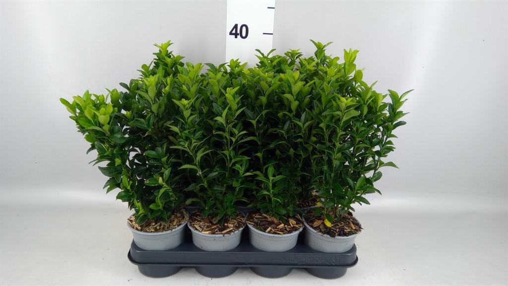 Горшечные цветы и растения оптом Euonymus Japon. green Spire от 11шт из Голландии с доставкой по России