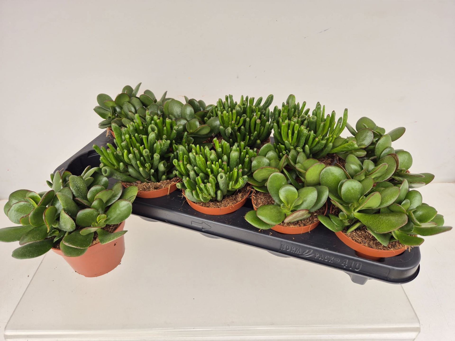 Горшечные цветы и растения оптом Crassula   ...mix от 10шт из Голландии с доставкой по России