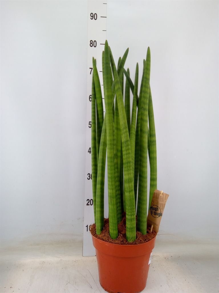 Горшечные цветы и растения оптом Sansevieria Cyl.  ... от 1шт из Голландии с доставкой по России