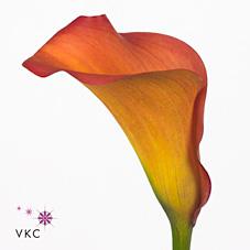 Срезанные цветы оптом Zantedeschia callista от 40шт из Голландии с доставкой по России Срезанные цветы оптом Zantedeschia callista от 40шт из Голландии с доставкой по России