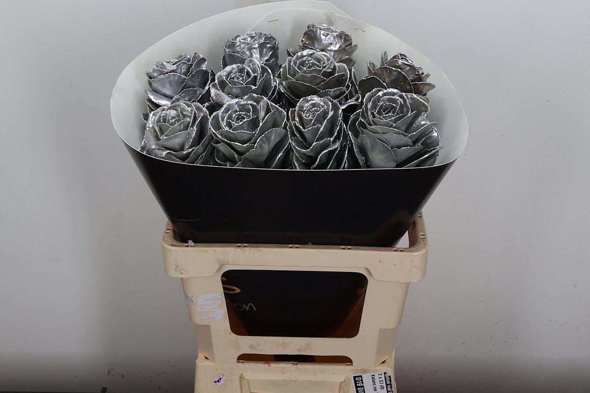 Срезанные цветы оптом Brassica wax silver от 10шт из Голландии с доставкой по России