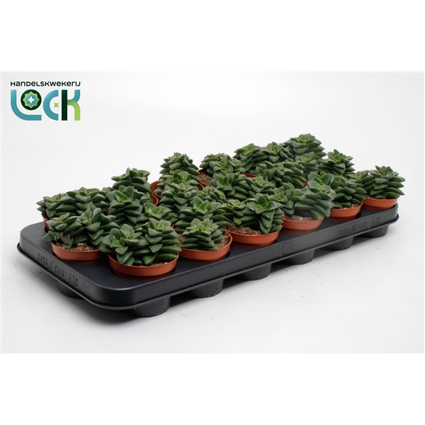 Горшечные цветы и растения оптом Crassula Spring Time от 12шт (для телеги) из Голландии с доставкой по России