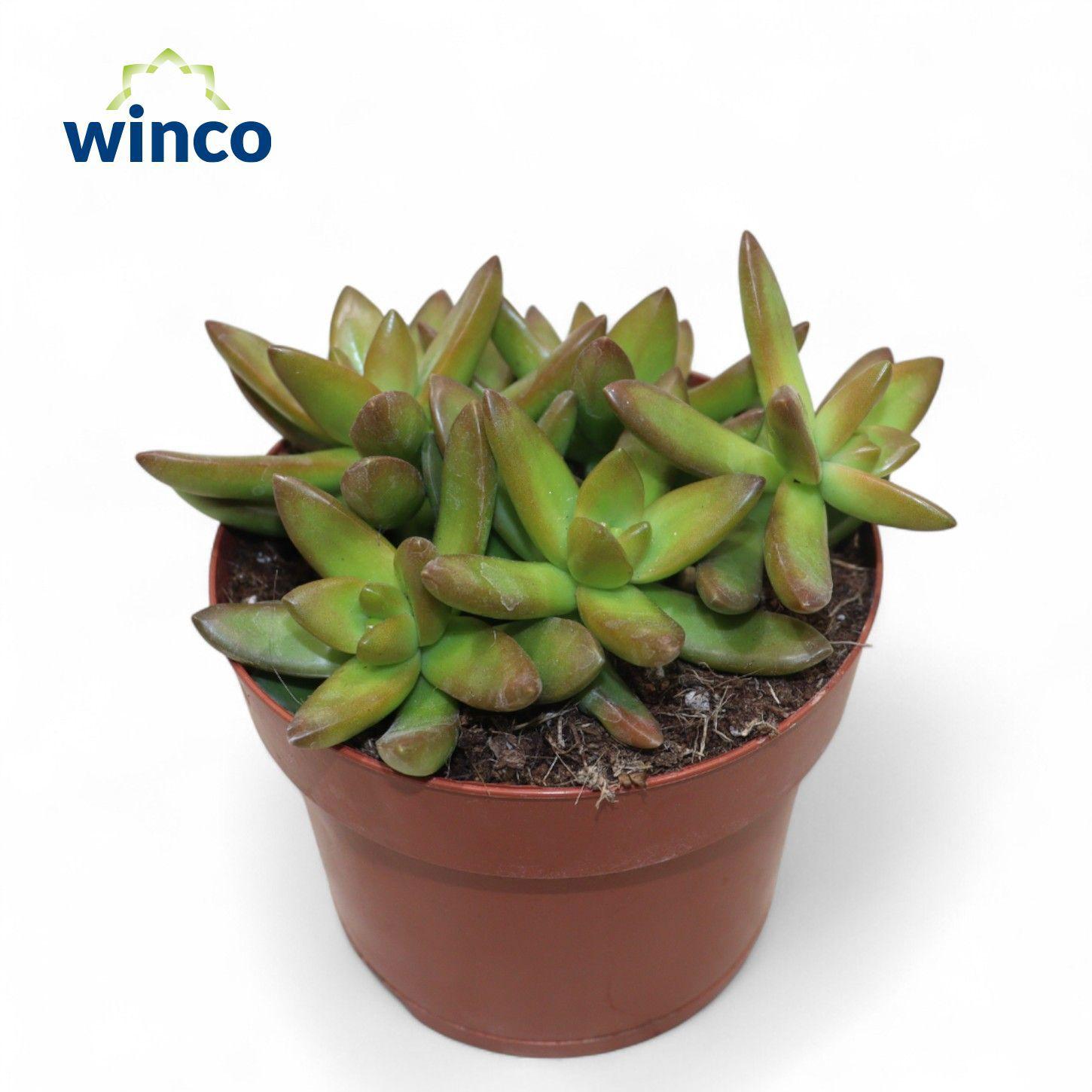 Горшечные цветы и растения оптом Sedum Neusbaumiama от 6шт из Голландии с доставкой по России