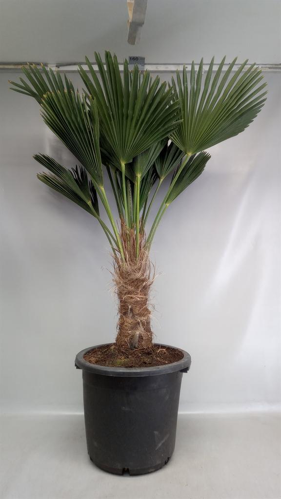 Горшечные цветы и растения оптом Trachycarpus Wagnerianus от 1шт из Голландии с доставкой по России