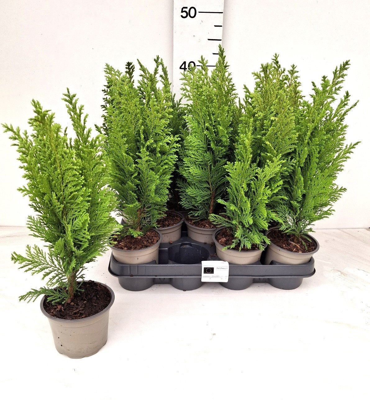 Горшечные цветы и растения оптом Cham L Ellwoods Emp от 11шт из Голландии с доставкой по России