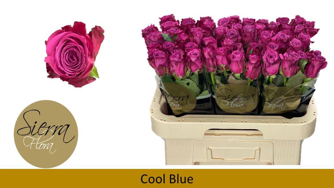 Срезанные цветы оптом Rosa large cool blue от 60шт из Голландии с доставкой по России