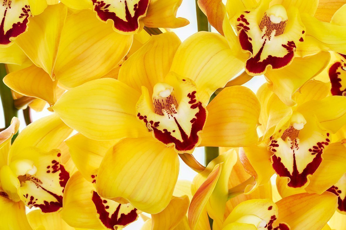 Срезанные цветы оптом Cymbidium yellow king от 6шт из Голландии с доставкой по России