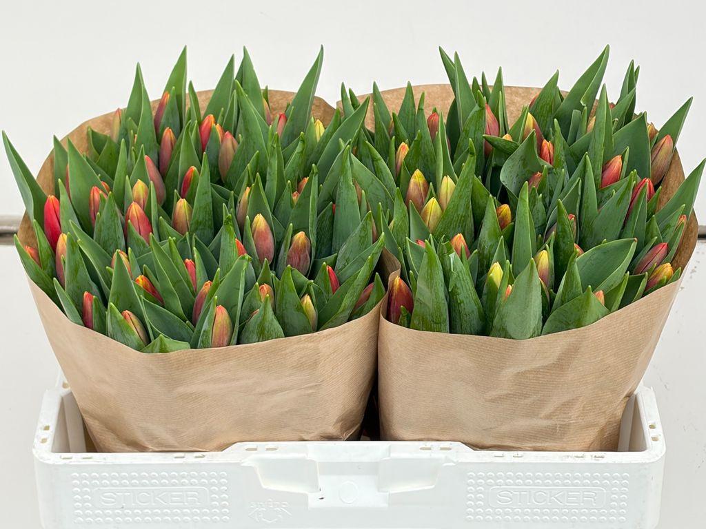 Срезанные цветы оптом Tulipa si replay от 100шт из Голландии с доставкой по России