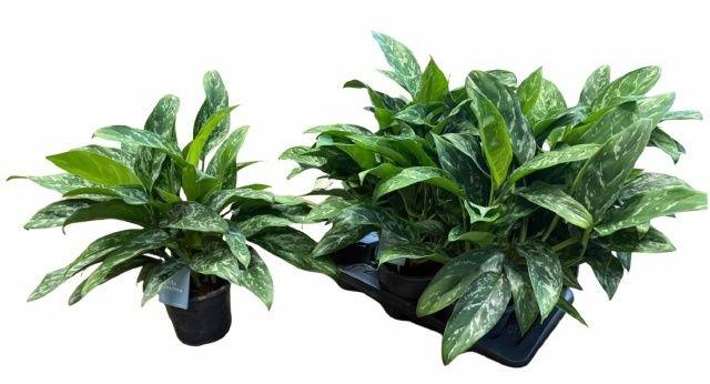 Горшечные цветы и растения оптом Aglao Green Lady от 6шт из Голландии с доставкой по России