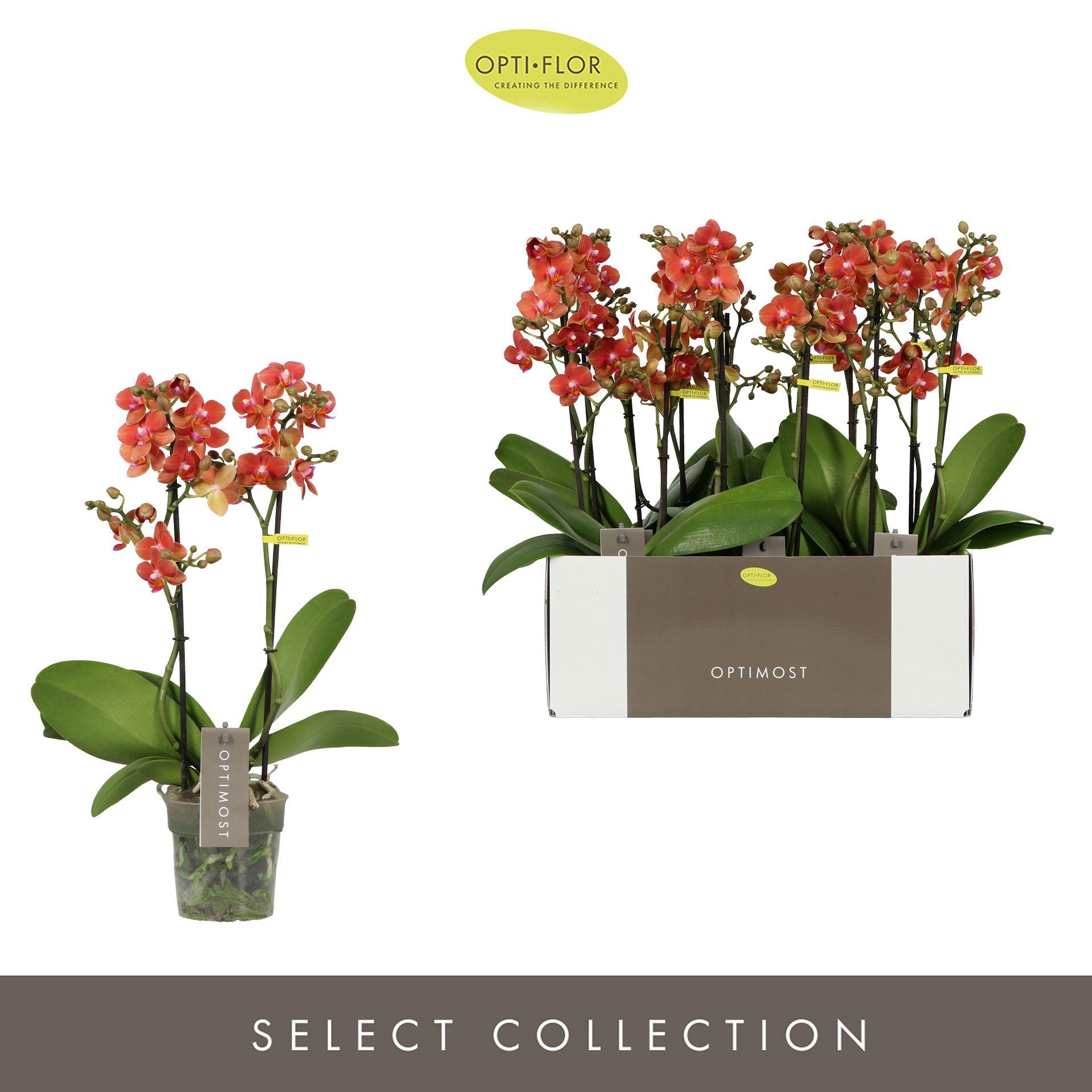 Горшечные цветы и растения оптом Phal 2st Optimost Thor от 6шт из Голландии с доставкой по России