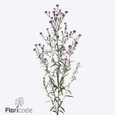 Срезанные цветы оптом Aster astee mini bay pink от 200шт из Голландии с доставкой по России Срезанные цветы оптом Aster astee mini bay pink от 200шт из Голландии с доставкой по России