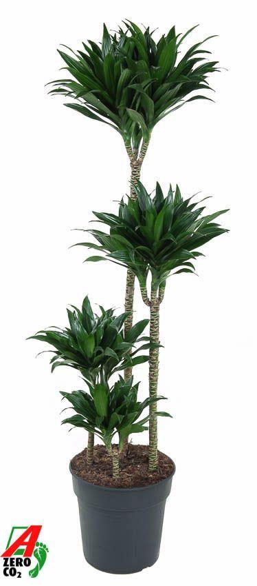 Горшечные цветы и растения оптом Drac Compacta 90-60-30-15 от 1шт из Голландии с доставкой по России