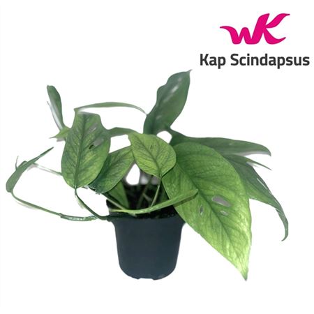 Горшечные цветы и растения оптом Epipremnum Cebu Blue от 10шт из Голландии с доставкой по России