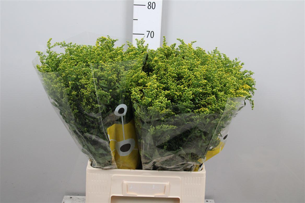 Срезанные цветы оптом Solidago carzan glory от 75шт из Голландии с доставкой по России
