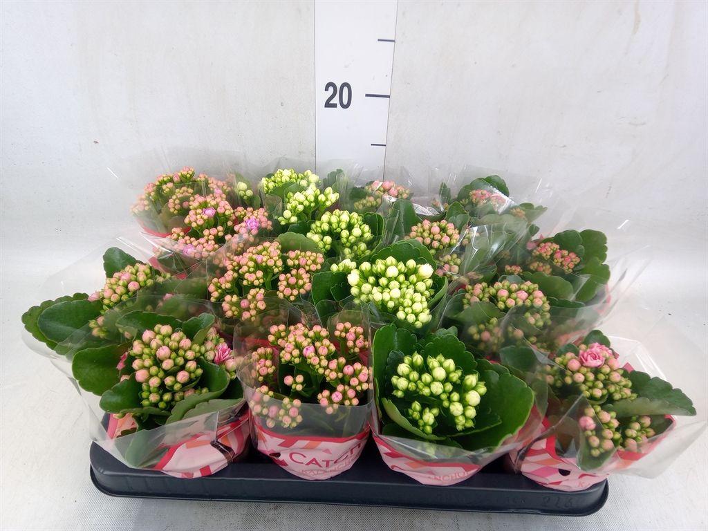 Горшечные цветы и растения оптом Kalanchoe Blos.   ..rosebud Mix  5 от 16шт (для телеги) из Голландии с доставкой по России