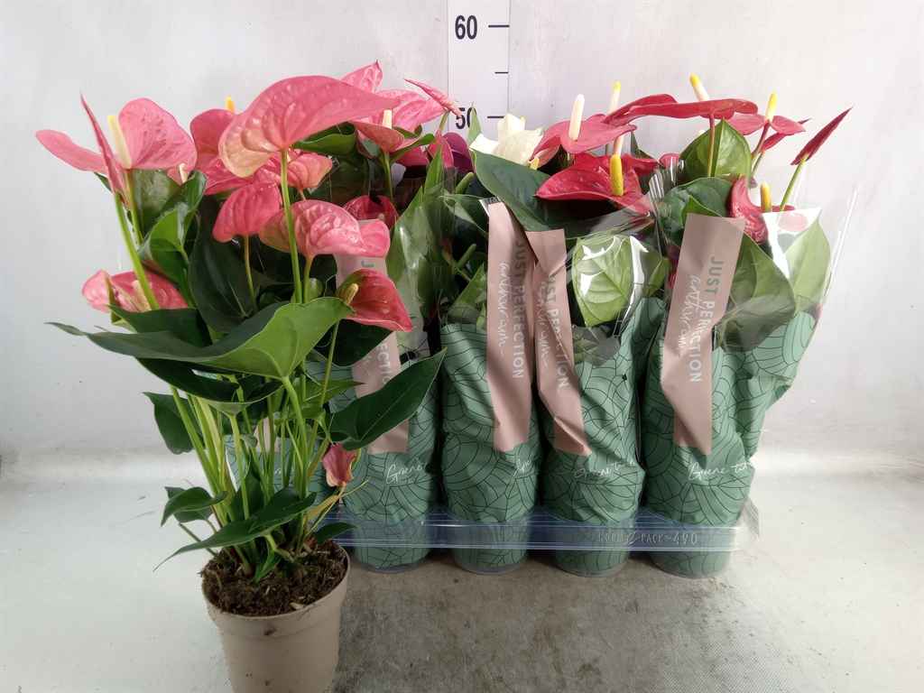 Горшечные цветы и растения оптом Anthurium   ...mix от 10шт из Голландии с доставкой по России