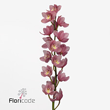 Срезанные цветы оптом Cymbidium pink bella donna rosanna от 10шт из Голландии с доставкой по России