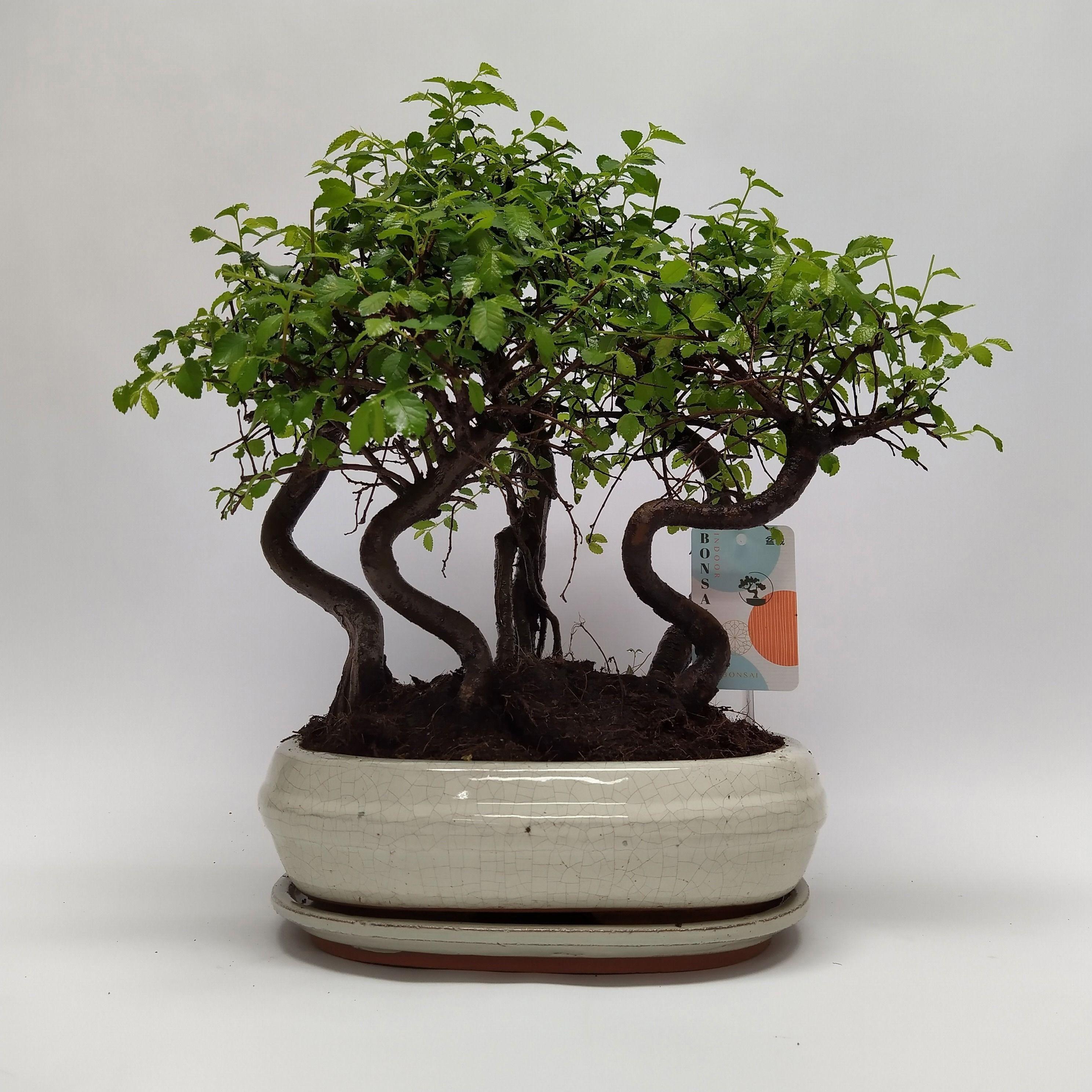 Горшечные цветы и растения оптом Zelkova Bonsai Oval Forest от 2шт из Голландии с доставкой по России