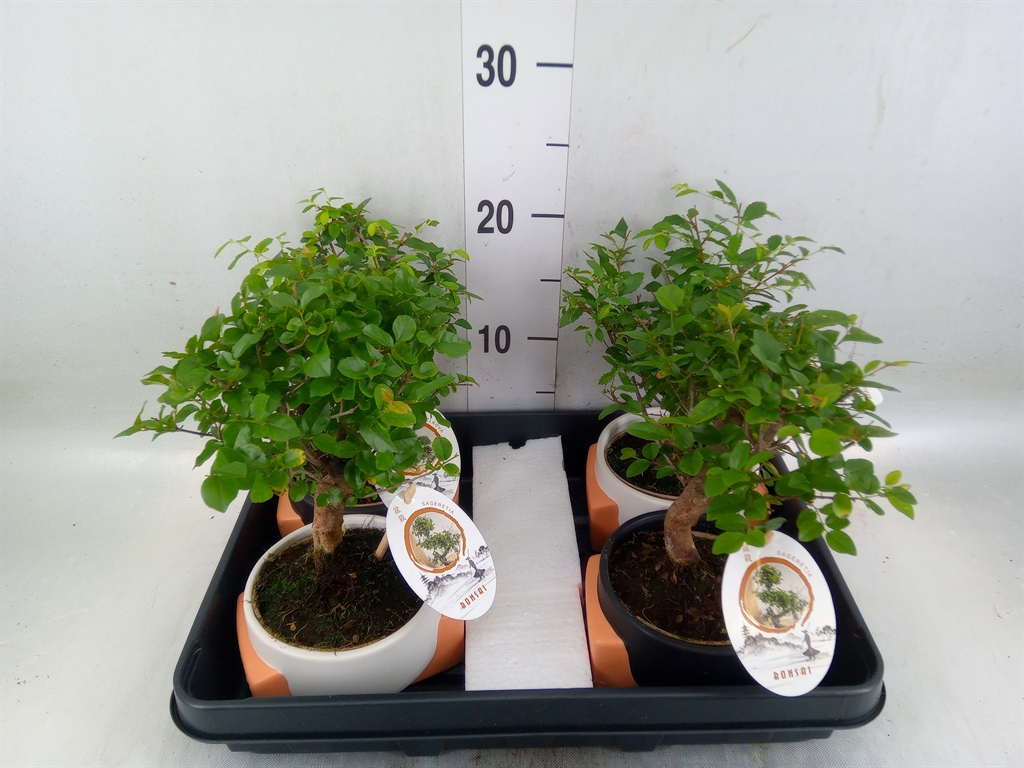 Горшечные цветы и растения оптом Bonsai   ...mix от 4шт из Голландии с доставкой по России