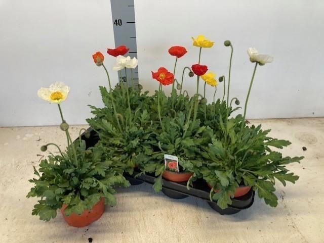 Горшечные цветы и растения оптом Papa Nud Gartenzwerg от 7шт из Голландии с доставкой по России