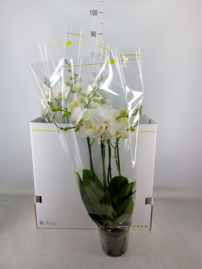 Горшечные цветы и растения оптом Phalaenopsis   ...white от 3шт из Голландии с доставкой по России