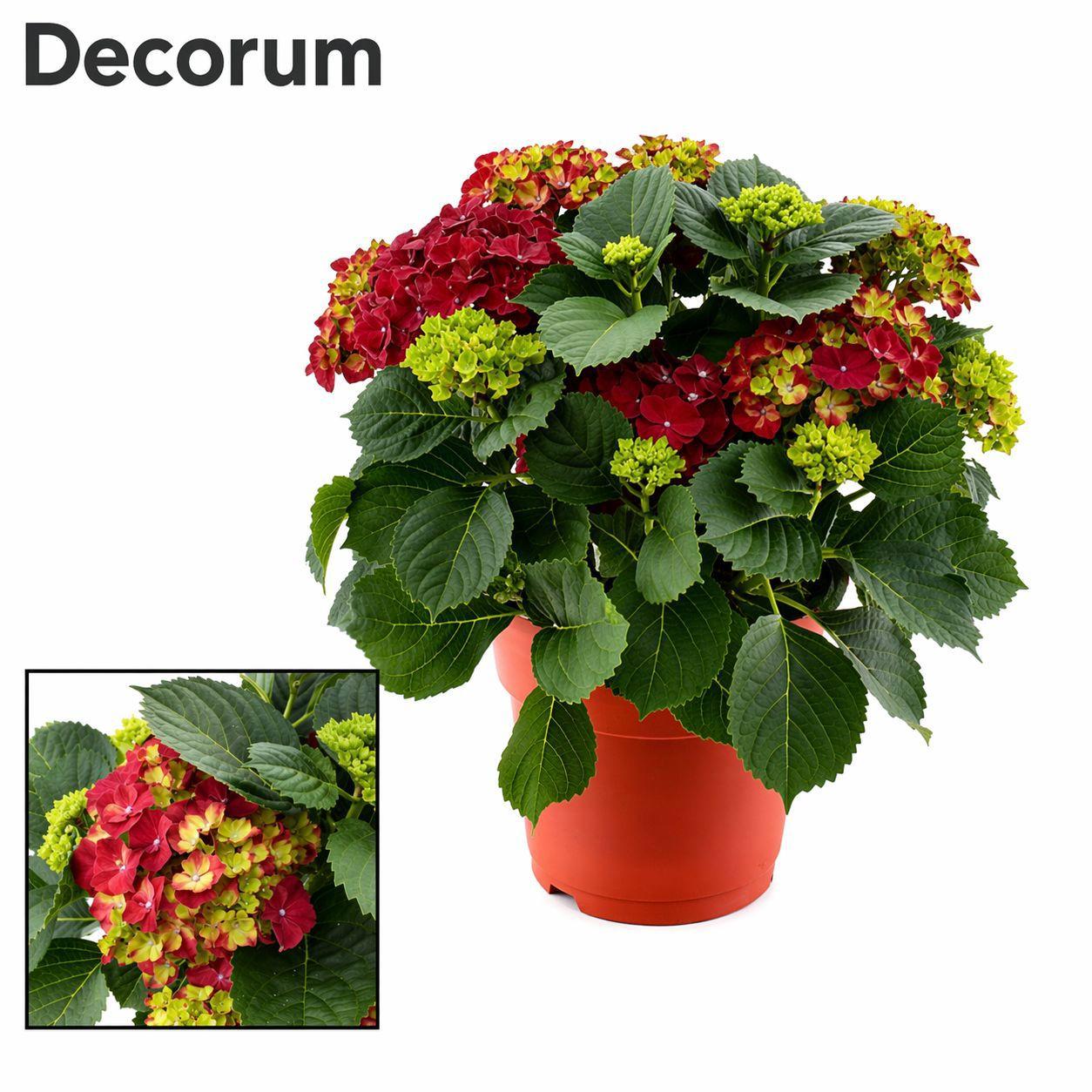 Горшечные цветы и растения оптом Hydrangea Ma Red 7+ Ton Sur Ton (decorum) от 1шт из Голландии с доставкой по России