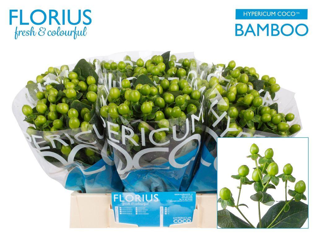 Срезанные цветы оптом Hypericum coco bamboo от 80шт из Голландии с доставкой по России