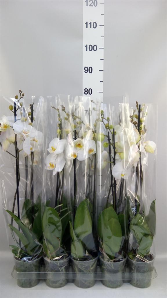 Горшечные цветы и растения оптом Phalaenopsis ...white A от 10шт из Голландии с доставкой по России