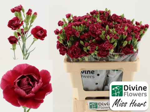 Срезанные цветы оптом Dianthus sp misa miss heart от 60шт из Голландии с доставкой по России
