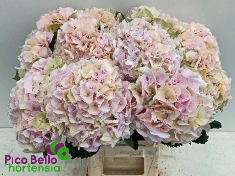 Срезанные цветы оптом Hydrangea my beautiful pinktouch classic от 10шт из Голландии с доставкой по России