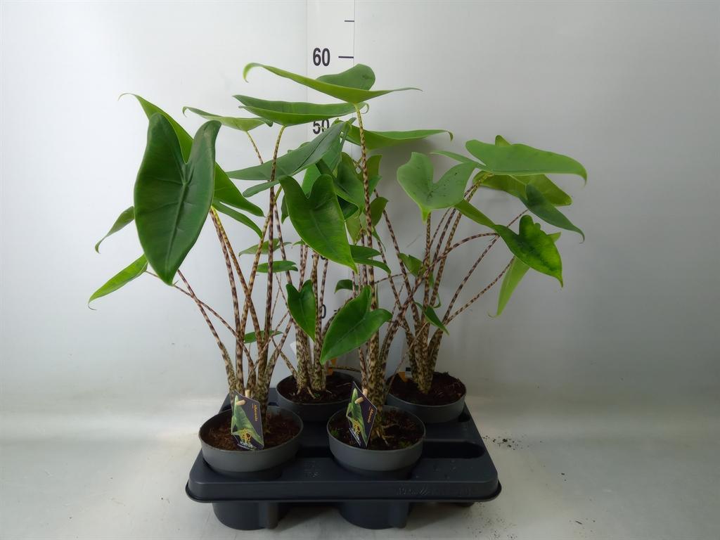 Горшечные цветы и растения оптом Alocasia Zebrina от 4шт (для телеги) из Голландии с доставкой по России