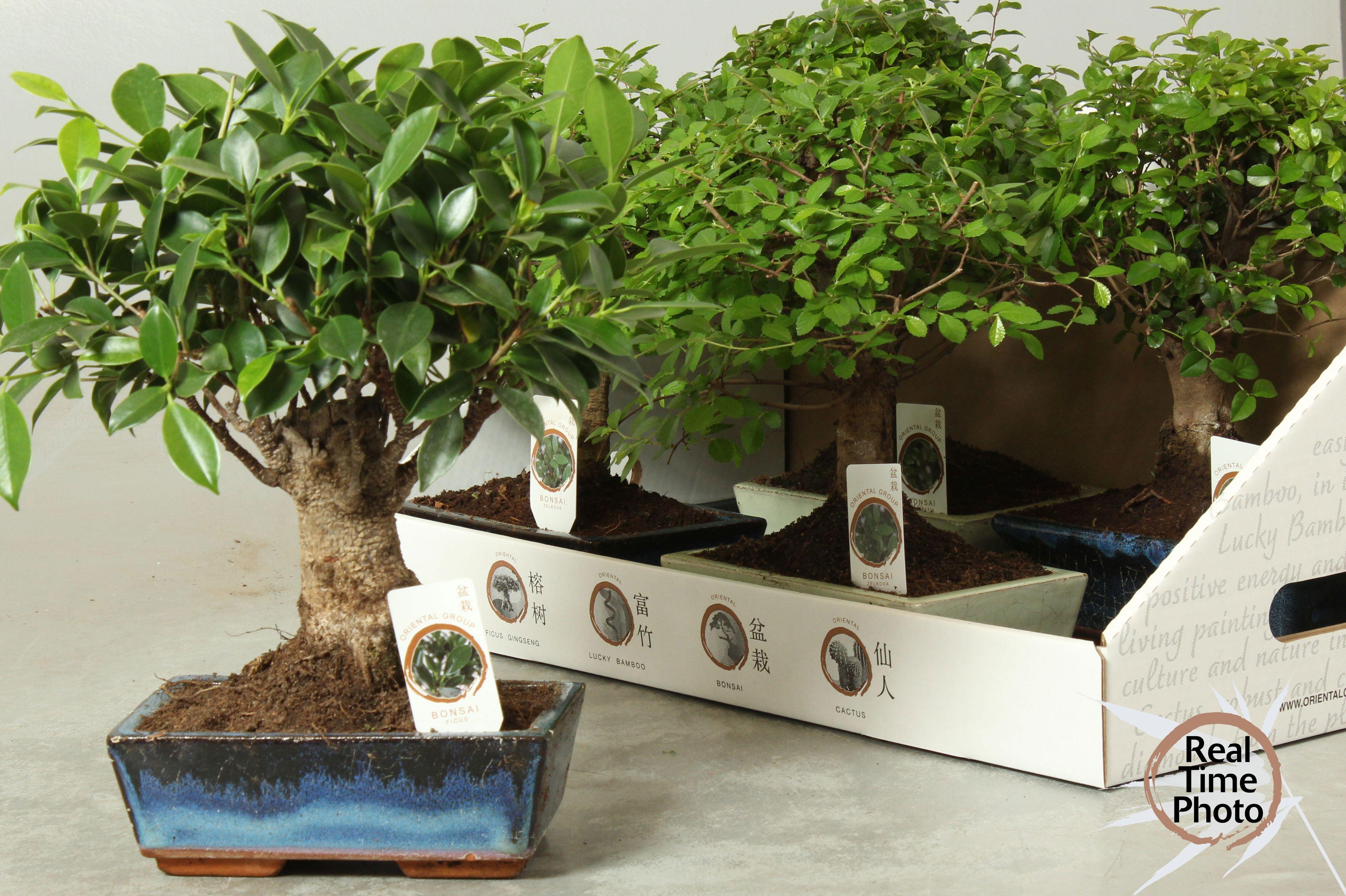 Горшечные цветы и растения оптом Bonsai Gem от 5шт из Голландии с доставкой по России