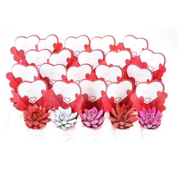 Горшечные цветы и растения оптом Echeveria Mix Rainbow + Little Love от 20шт (для телеги) из Голландии с доставкой по России