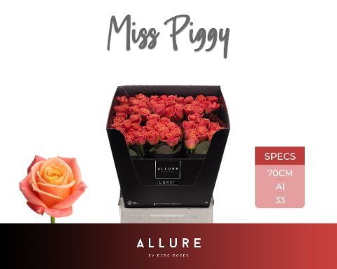 Срезанные цветы оптом Rosa la miss piggy Allure от 60шт из Голландии с доставкой по России