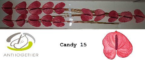 Срезанные цветы оптом Anthurium candy от 15шт из Голландии с доставкой по России