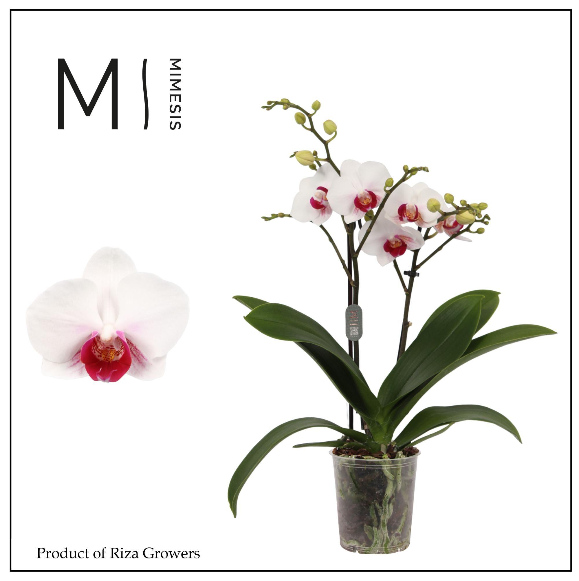 Горшечные цветы и растения оптом Phal 2st Safe Haven 16+ (orchid Growers) от 12шт (для телеги) из Голландии с доставкой по России