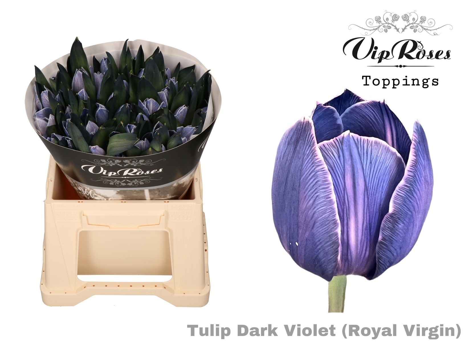 Срезанные цветы оптом Tulipa si paint dark violet от 50шт из Голландии с доставкой по России
