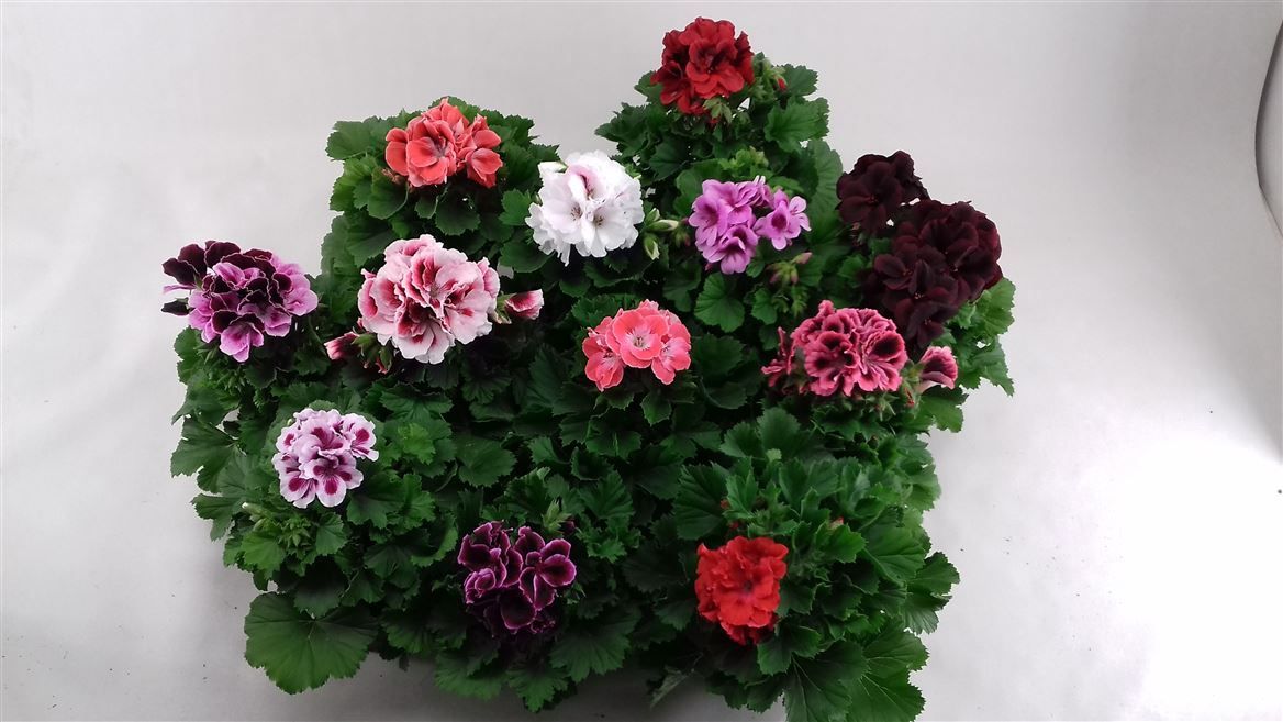 Горшечные цветы и растения оптом Pelargonium Grandi Mix от 6шт из Голландии с доставкой по России