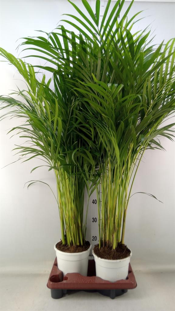 Горшечные цветы и растения оптом Dypsis Lutescens   ...chrysalidoca от 2шт из Голландии с доставкой по России