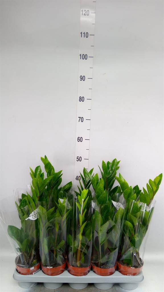 Горшечные цветы и растения оптом Zamioculcas Zamiifolia от 10шт из Голландии с доставкой по России
